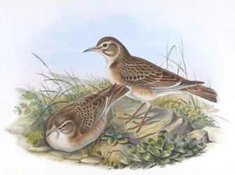 Melanocorypha maxima